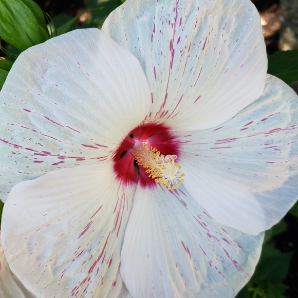 Meet your Posher, Michelle - Picture 1 of 1